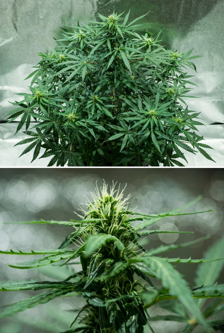 Royal Dwarf Cannabispflanze in Woche 5, mit sich entwickelnden Buds, weißen Blütenstempeln, gesundem grünem Laub und kompakter Blütenstruktur.