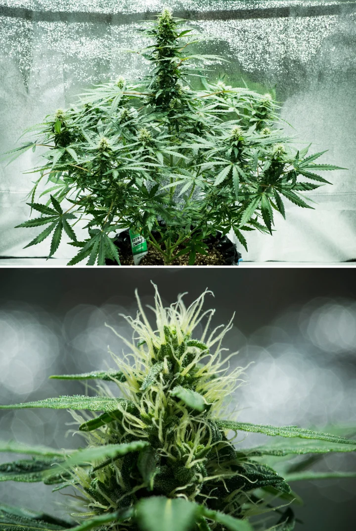 Royal Dwarf Cannabispflanze in Woche 6, mit harzigen Buds, weißen Blütenstempeln, gesundem Laub und einer hohen Hauptcola.