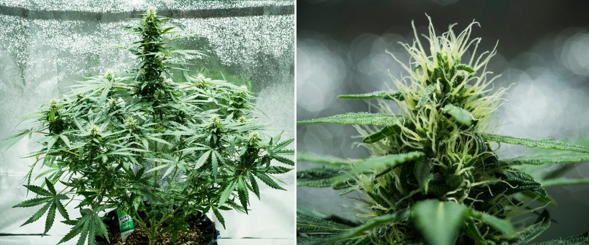 Royal Dwarf Cannabispflanze in Woche 6, mit harzigen Buds, weißen Blütenstempeln, gesundem Laub und einer hohen Hauptcola.
