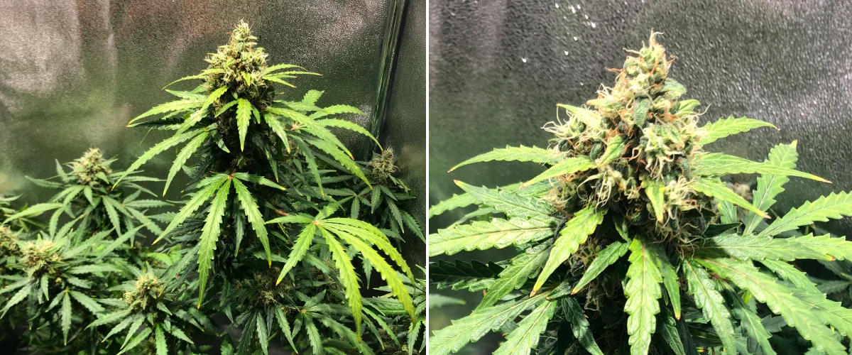 Royal Dwarf Cannabispflanze in Woche 8, mit Buds in der späten Blüte, orangefarbenen Blütenstempeln, harzigen Blüten und gesundem grünem Laub.