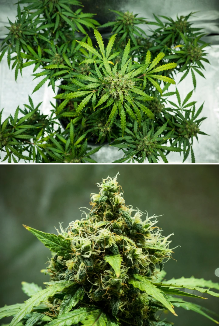 Royal Dwarf Cannabispflanze in Woche 9, mit erntereifen Buds, dichten harzigen Blüten, orangefarbenen Blütenstempeln und gesundem grünem Laub.