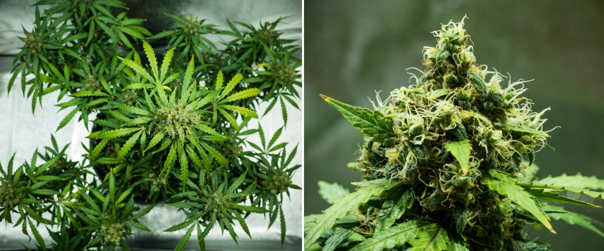 Royal Dwarf Cannabispflanze in Woche 9, mit erntereifen Buds, dichten harzigen Blüten, orangefarbenen Blütenstempeln und gesundem grünem Laub.
