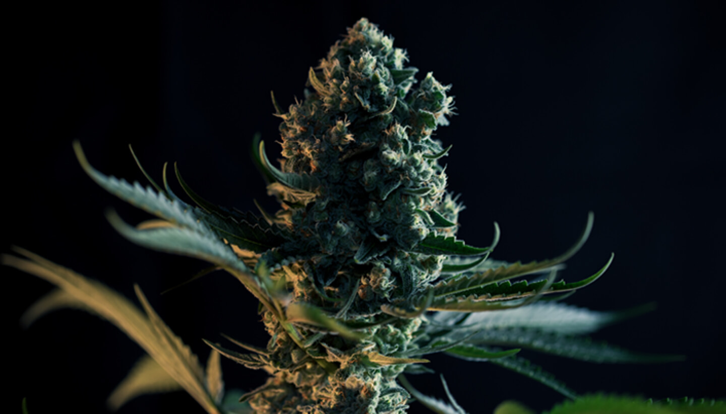 Wat is de Gorilla Glue strain? Wat is de Gorilla Glue strain?