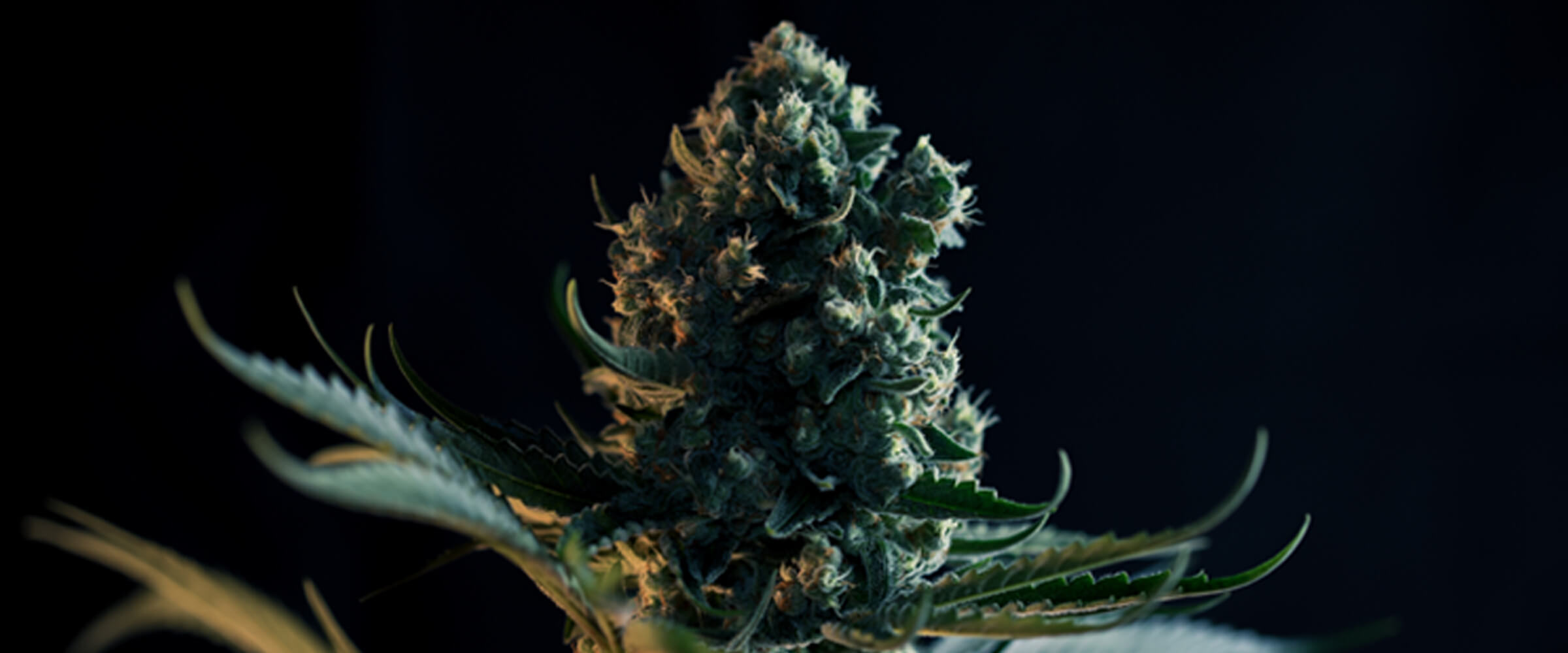 Wat is de Gorilla Glue strain? Wat is de Gorilla Glue strain?