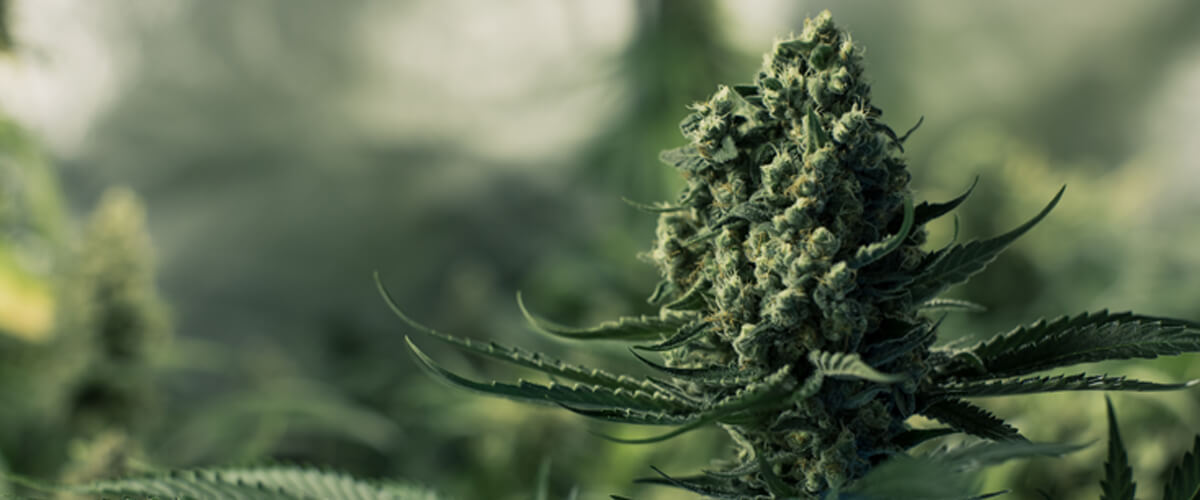 Gorilla Glue: uiterlijk, aroma en smaakprofiel Gorilla Glue: uiterlijk, aroma en smaakprofiel