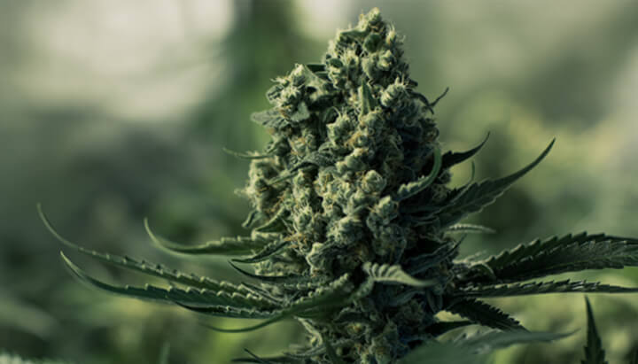 Gorilla Glue: uiterlijk, aroma en smaakprofiel Gorilla Glue: uiterlijk, aroma en smaakprofiel