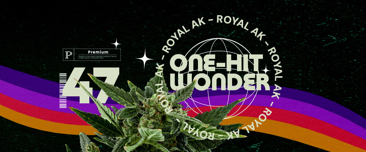Royal AK Stam Informatie Cannabis Gids Een illustratie van een cannabisbloem met de tekst