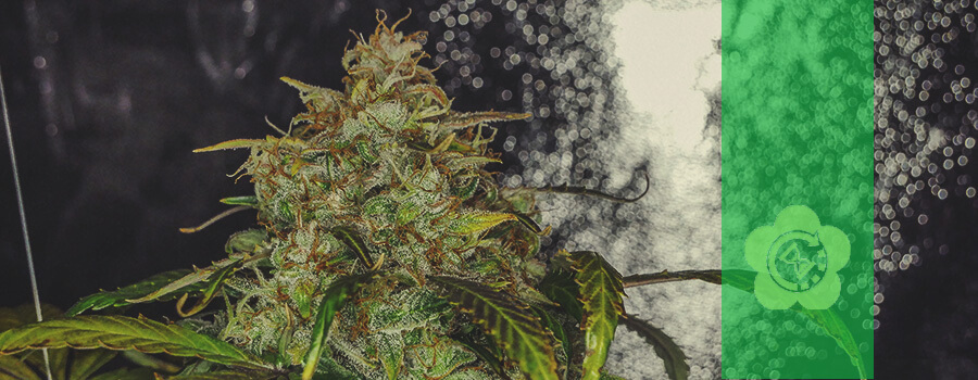 Royal Gorilla Auto Royal Gorilla Auto