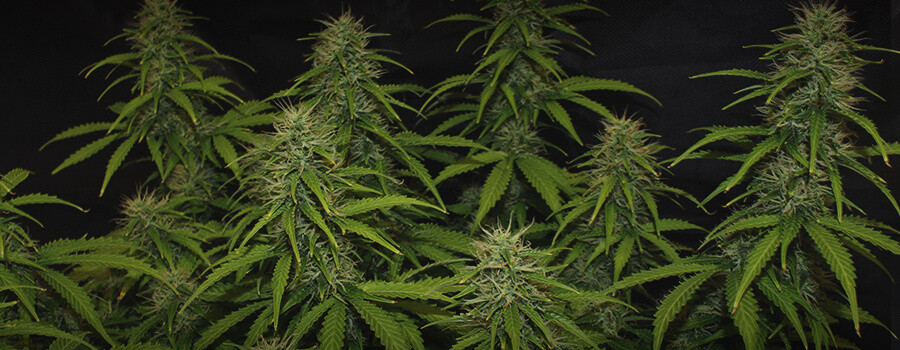 Royal Jack Auto Royal Jack Auto