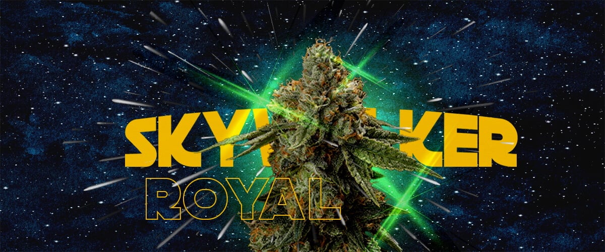 Waarom Kwekers van Royal Skywalker Houden Cannabis Een illustratie van een cannabisbloem met de tekst