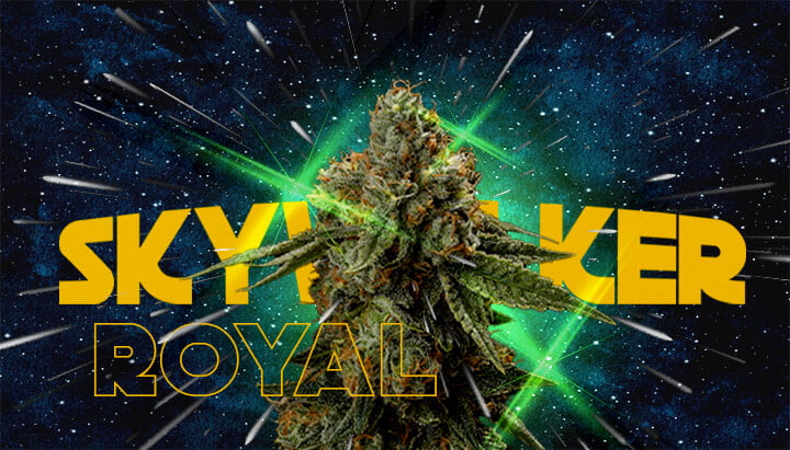 Waarom Kwekers van Royal Skywalker Houden Cannabis Een illustratie van een cannabisbloem met de tekst