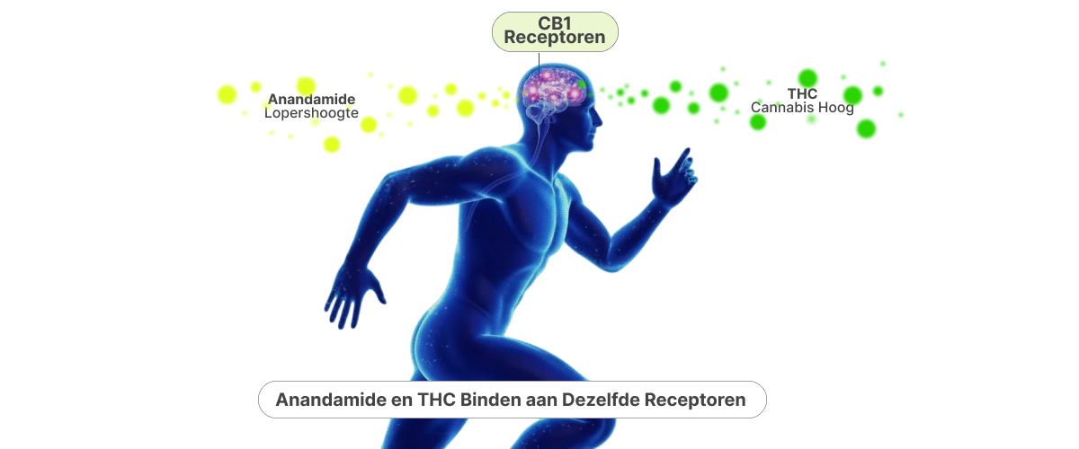 Anandamide vs THC – Hoe Runners High en Cannabis CB1-Receptoren Activeren Illustratie die laat zien hoe anandamide en THC zich binden aan CB1-receptoren in de hersenen en de gelijkenis tussen runners high en cannabis high verklaren