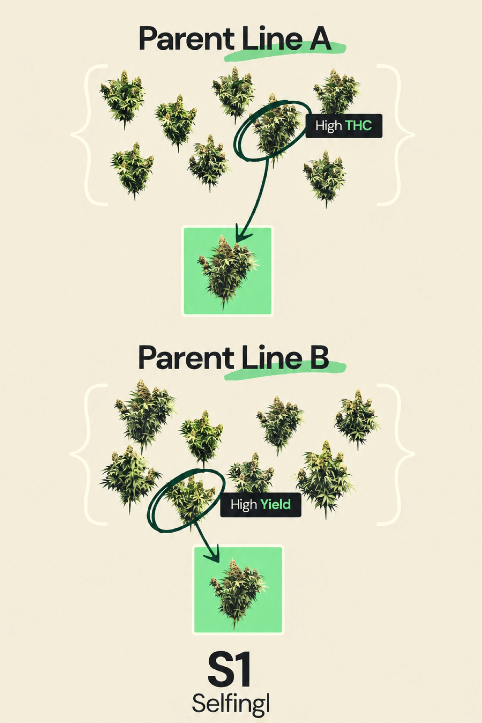 Diagram dat S1-selfing in F1-hybride cannabisbreeding uitlegt, met ouderlijn A geselecteerd voor hoog THC-gehalte en ouderlijn B geselecteerd voor hoge opbrengst als onderdeel van de ontwikkeling van inteeltlijnen.