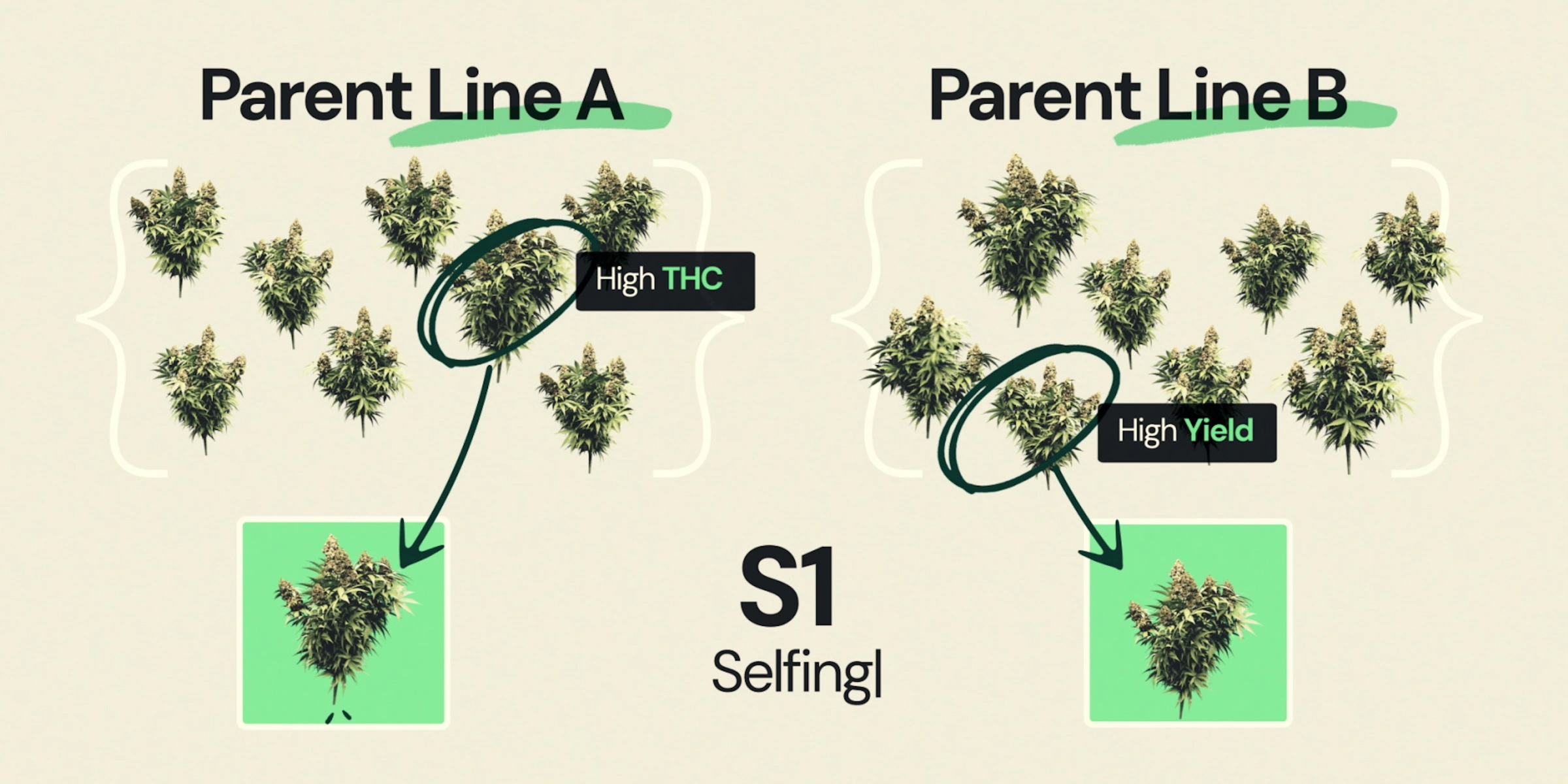 S1-selfing in F1-hybride cannabisbreeding Diagram dat S1-selfing in F1-hybride cannabisbreeding uitlegt, met ouderlijn A geselecteerd voor hoog THC-gehalte en ouderlijn B geselecteerd voor hoge opbrengst als onderdeel van de ontwikkeling van inteeltlijnen.
