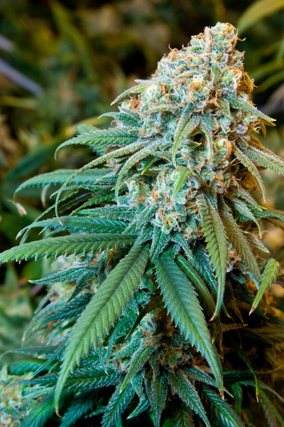 skunk royal queen zaden cannabis