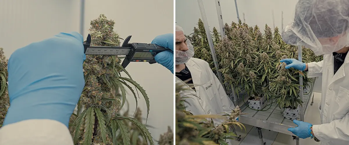CRIC Labs F1 Cannabis Hybriden SOP Gids Een illustratie van uniforme F1 cannabis-hybriden die groeien in een gecontroleerde omgeving van CRIC Labs, met nadruk op consistentie in grootte, vorm, potentie en smaak, tegen een groene achtergrond.