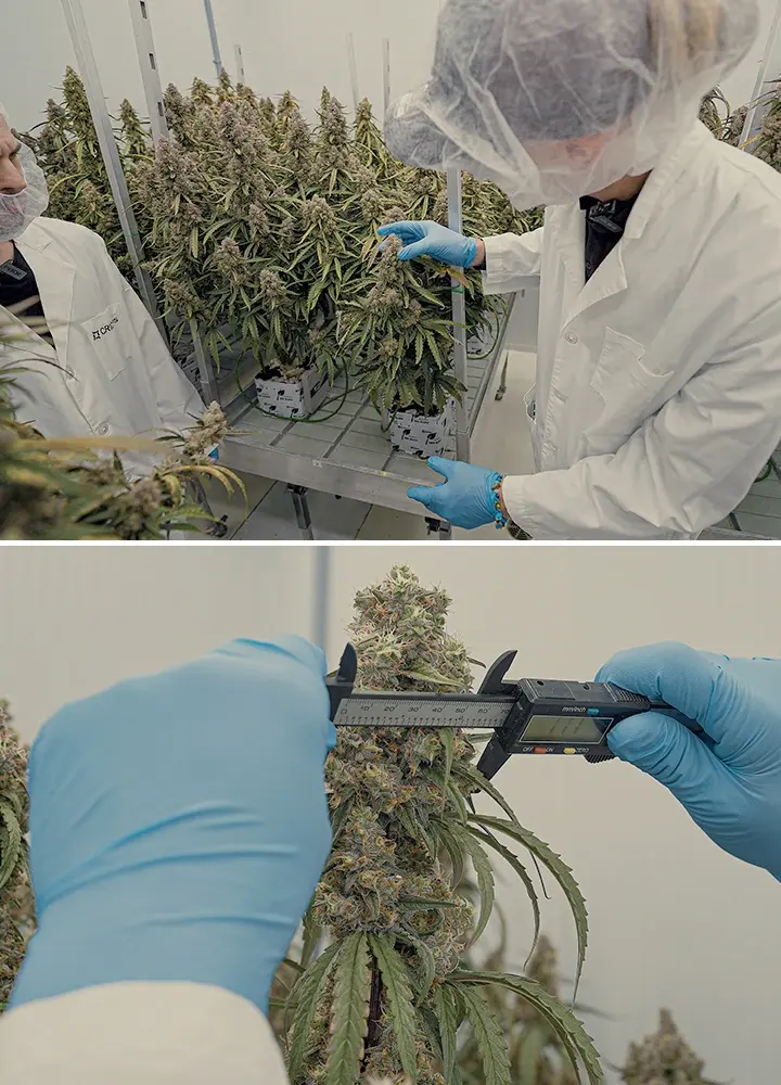 CRIC Labs F1 Cannabis Hybriden SOP Gids Een illustratie van uniforme F1 cannabis-hybriden die groeien in een gecontroleerde omgeving van CRIC Labs, met nadruk op consistentie in grootte, vorm, potentie en smaak, tegen een groene achtergrond.