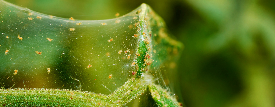 phytoseliulus persimils cannabis rood spiders