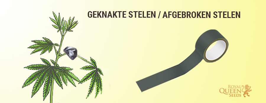 Fix Broken Stems en losse stengels Fix Broken Stems en losse stengels