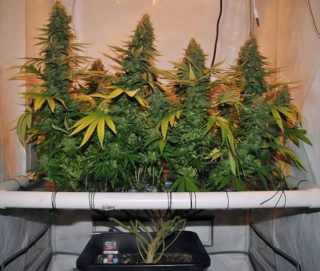 Amnesia Haze meegegroeid met het scherm van Green Method Scrog Amnesia Haze meegegroeid met het scherm van Green Method Scrog
