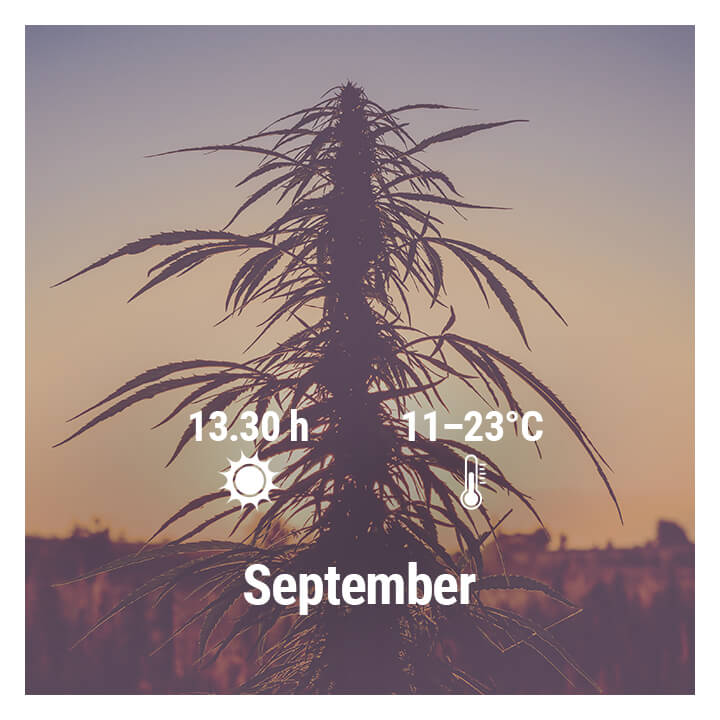 Hoe kweek je cannabis buiten in Duitsland, September
