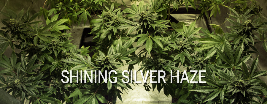 Shining Silver Haze Royal Queen Seeds