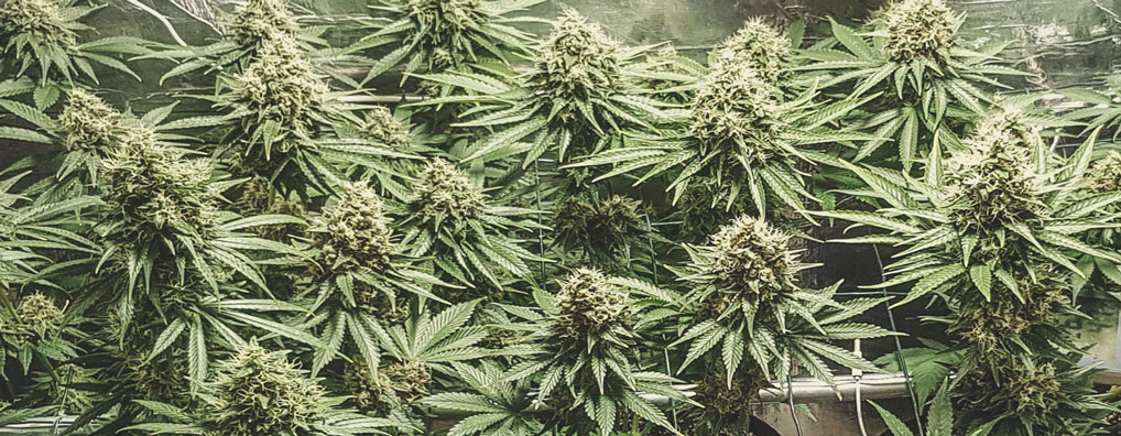 Shining Silver Haze