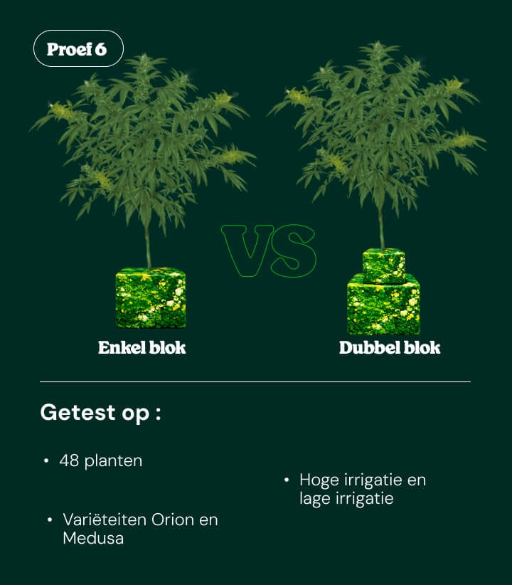 Introductie van proef 6: single block vs dual block irrigatie Introductie van proef 6 met vergelijking tussen single block en dual block irrigatiesystemen bij cannabisplanten
