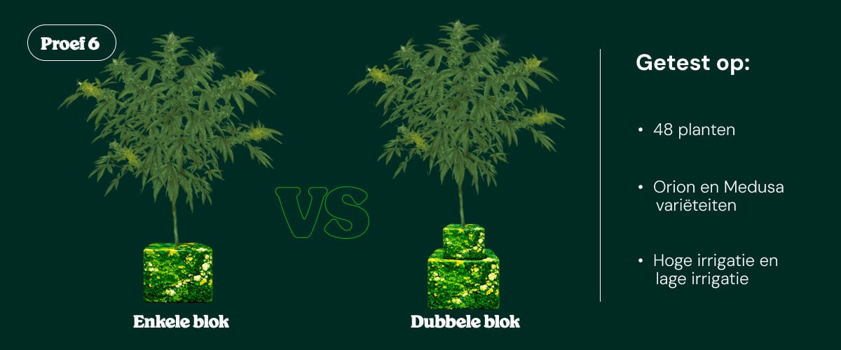 Introductie van proef 6: single block vs dual block irrigatie Introductie van proef 6 met vergelijking tussen single block en dual block irrigatiesystemen bij cannabisplanten