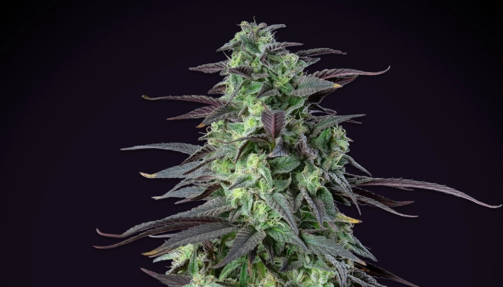 Skunk XL cannabisplant met dichte frostige toppen, paarsgroene bladeren, witte stampers en een compacte bloeistructuur tegen een donkere achtergrond.
