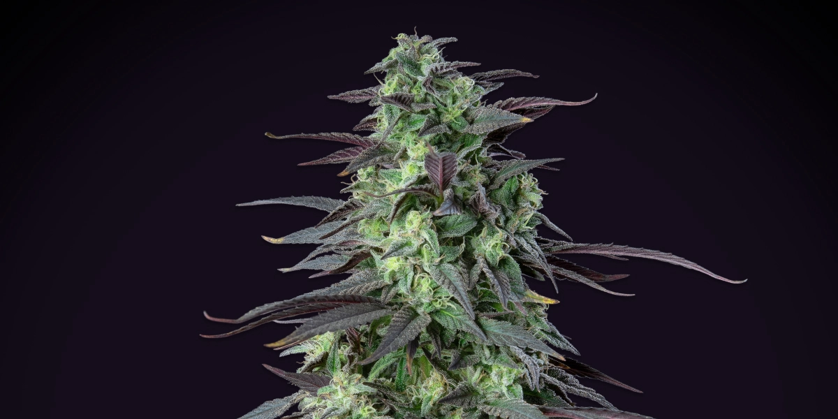 Skunk XL cannabisplant met dichte frostige toppen, paarsgroene bladeren, witte stampers en een compacte bloeistructuur tegen een donkere achtergrond.