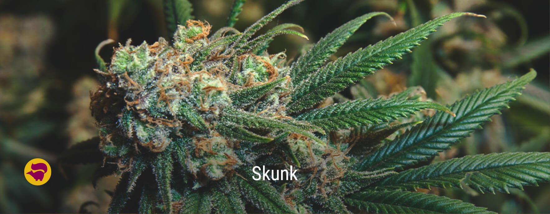 Skunk #1