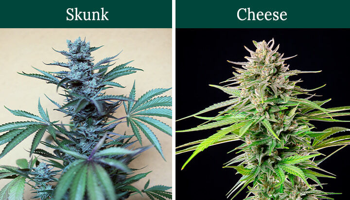 Skunk vs Chesee Cannabis Strains