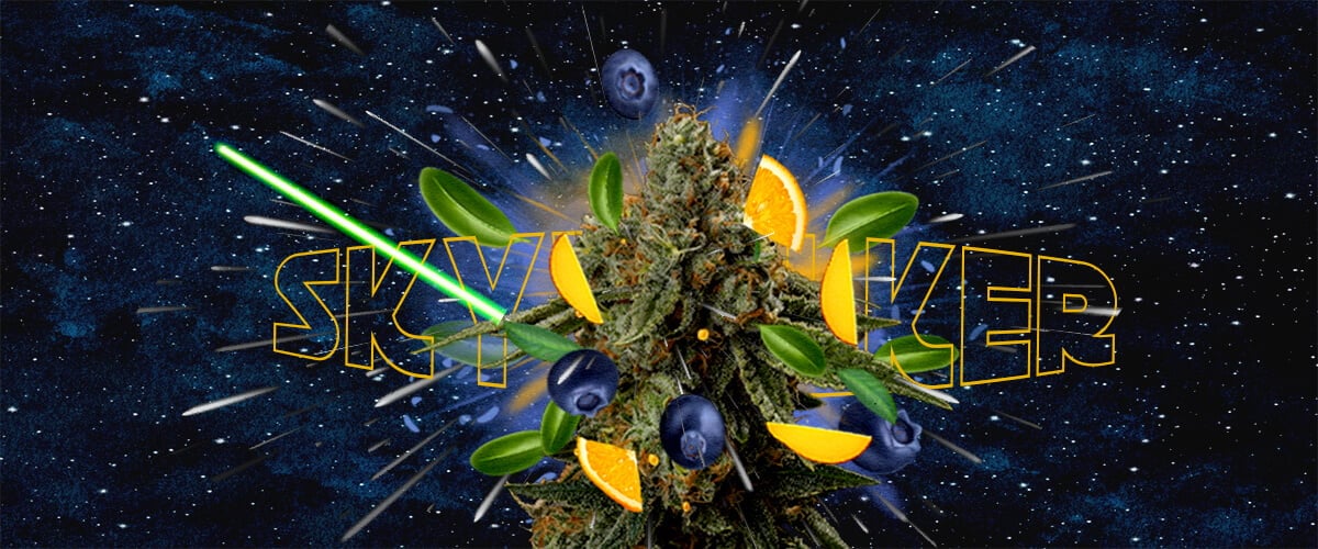 Smaak- en Aroma Profiel van de Skywalker Stam Cannabis Een illustratie van een cannabisbloem met de tekst