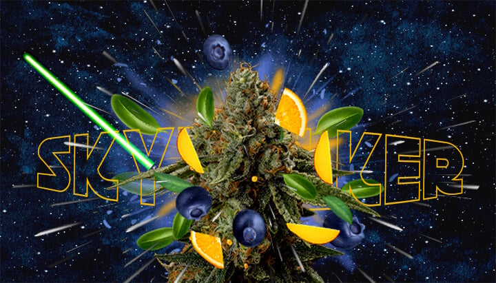 Smaak- en Aroma Profiel van de Skywalker Stam Cannabis Een illustratie van een cannabisbloem met de tekst