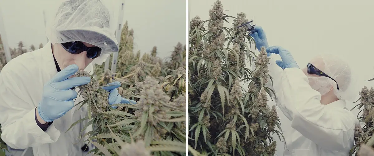 CRIC Labs Orion Medusa F1 Cannabis Potentie Gids Een illustratie van Orion F1 en Medusa F1 cannabisplanten met dichte trichomen in een CRIC Labs kweekruimte, die krachtige terpeenprofielen en een stevige structuur tonen, tegen een groene achtergrond.