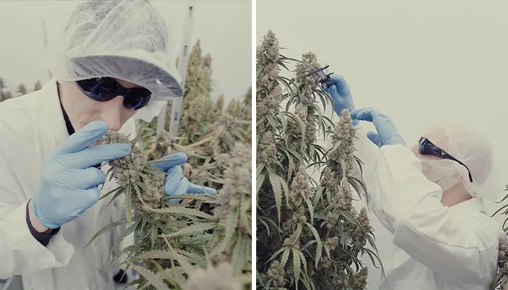 CRIC Labs Orion Medusa F1 Cannabis Potentie Gids Een illustratie van Orion F1 en Medusa F1 cannabisplanten met dichte trichomen in een CRIC Labs kweekruimte, die krachtige terpeenprofielen en een stevige structuur tonen, tegen een groene achtergrond.