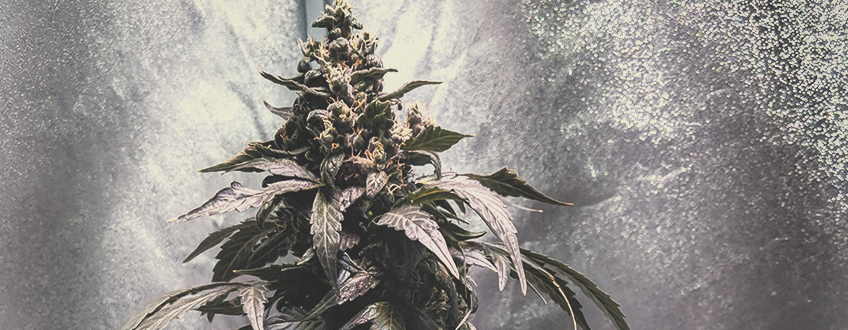 Solomatic CBD Solomatic CBD