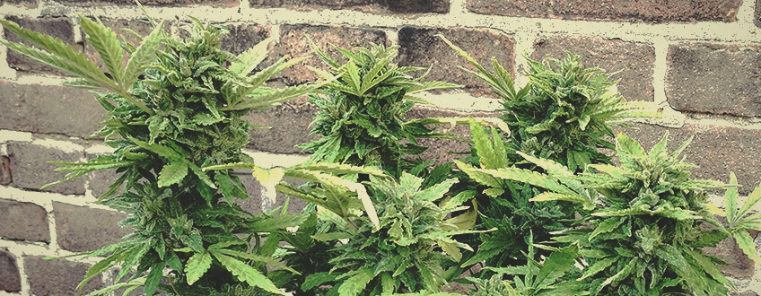 Solomatic CBD Solomatic CBD