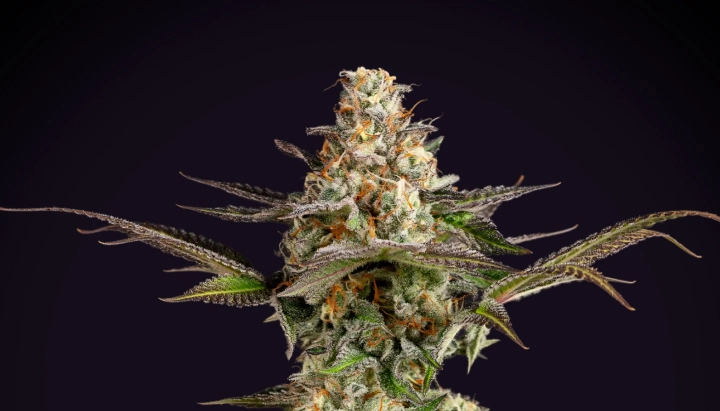 Somango XL cannabisplant met een dichte frostige cola, oranje stampers, paarsgroene bladeren en een compacte bloeistructuur tegen een donkere achtergrond.