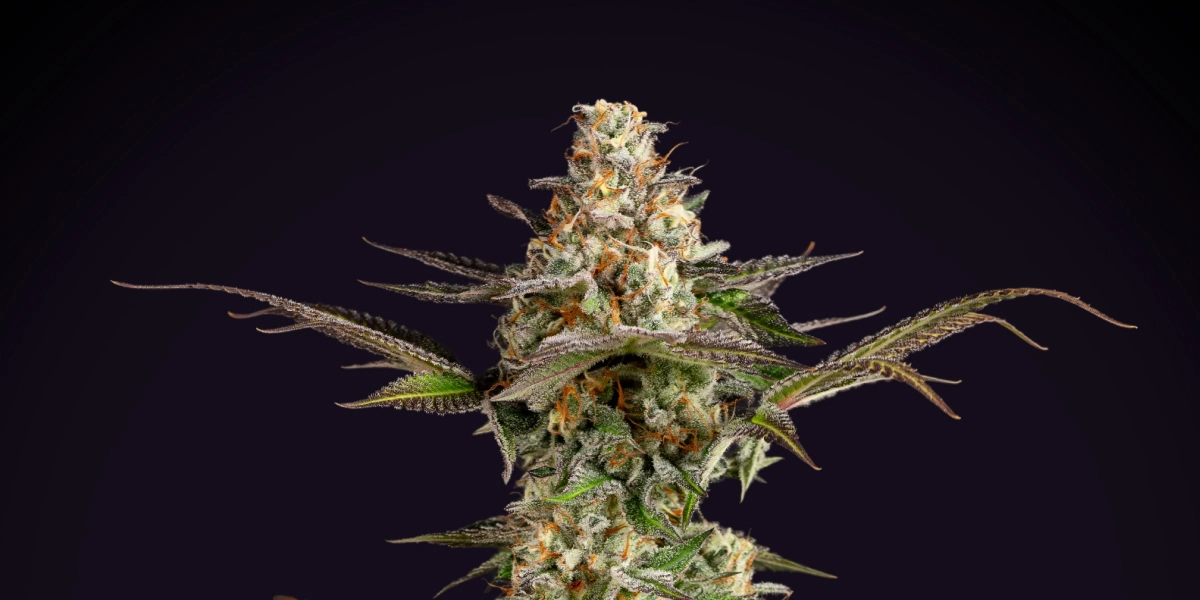 Somango XL cannabisplant met een dichte frostige cola, oranje stampers, paarsgroene bladeren en een compacte bloeistructuur tegen een donkere achtergrond.