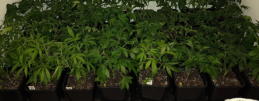 Somango Xl Somango XL