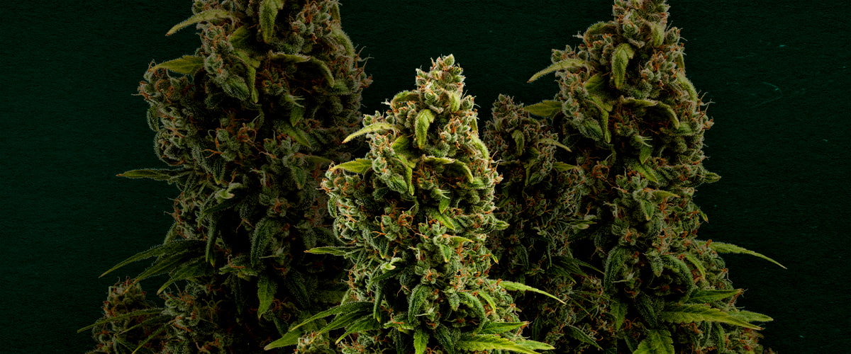 Waarom Sour Diesel een van de beste strains is om te klonen