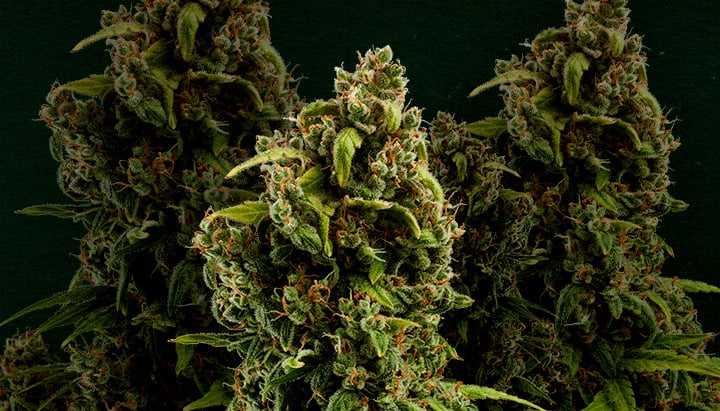 Waarom Sour Diesel een van de beste strains is om te klonen