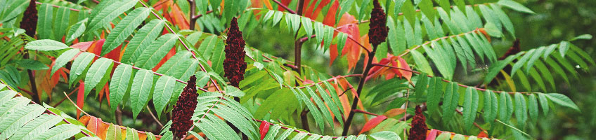 De fluweelboom (Rhus typhina)