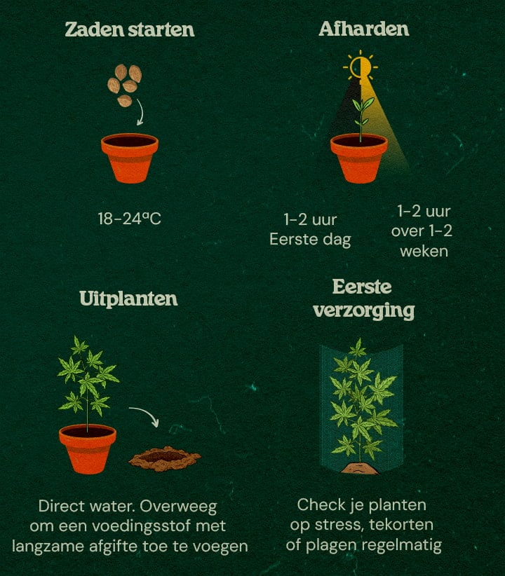 Stapsgewijze Gids voor Guerilla Kweek Cannabiszaailingen in een bos met stapsgewijze gids voor binnengroei, afharden, verplanten en verzorging, omringd door bomen en natuurlijke dekking.