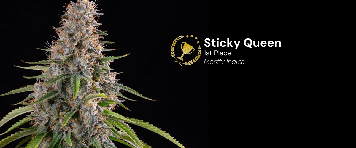 Sticky Queen, bekroonde cannabissoort Ontdek Sticky Queen, een bekroonde, voornamelijk indica cannabissoort met dichte, harsrijke toppen.