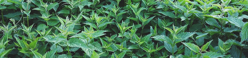 Brandnetel (Urtica dioica) Brandnetel (Urtica dioica)