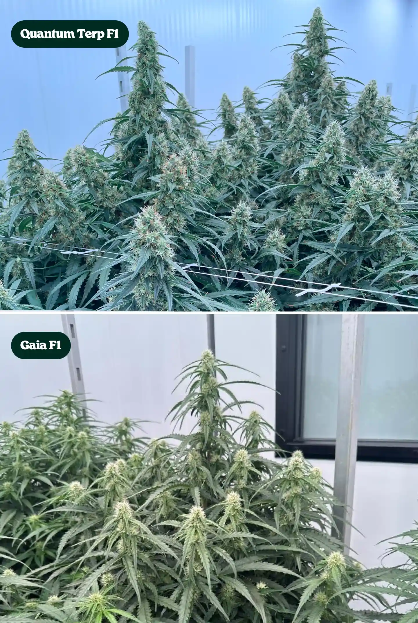 Zij-aan-zij vergelijking van Quantum Terp F1 en Gaia F1 cannabisplanten in bloei, met hoge harsrijke cola’s, dichte groene canopies en volwassen bloemstructuren.