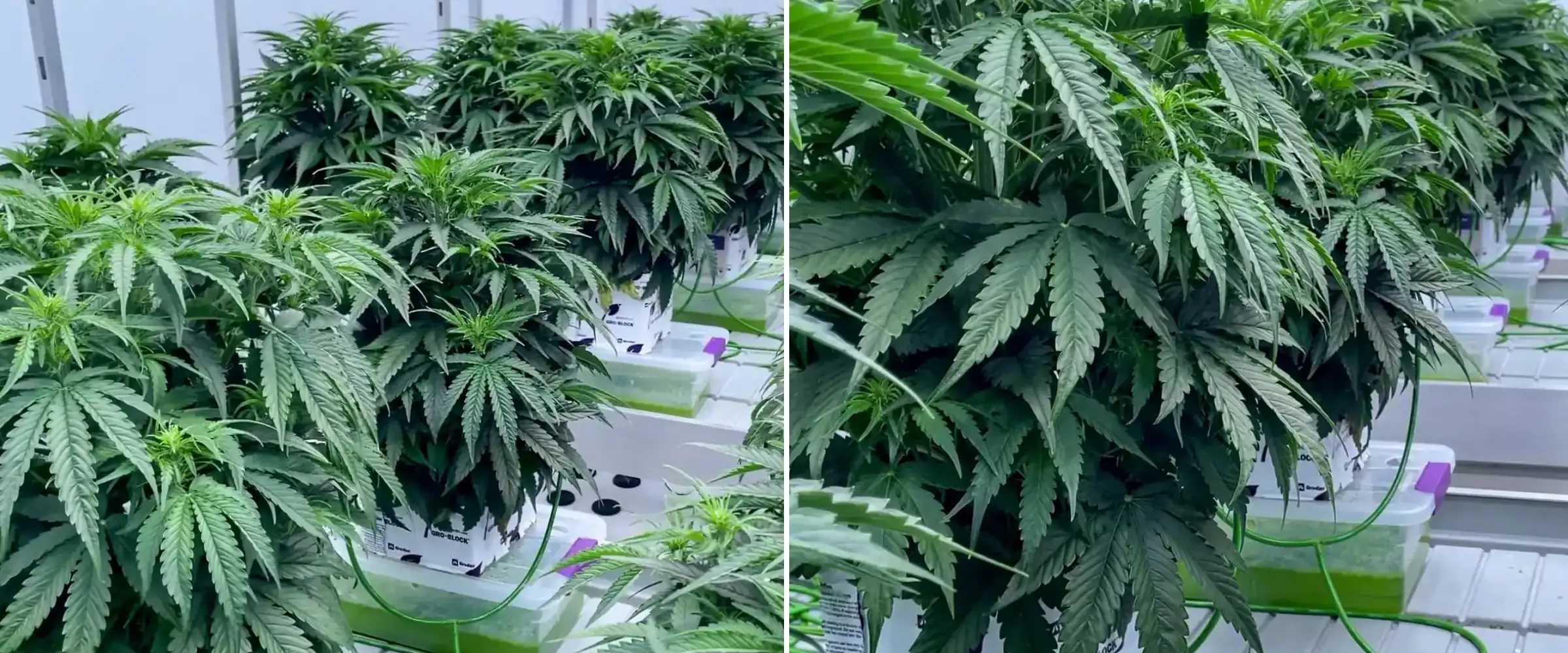 Cannabisplanten die tijdens een gecontroleerde proef in steenwolblokken groeien, met dicht groen blad, irrigatielijnen, hydrocultuurbakken en gezonde vroege bloeiontwikkeling.